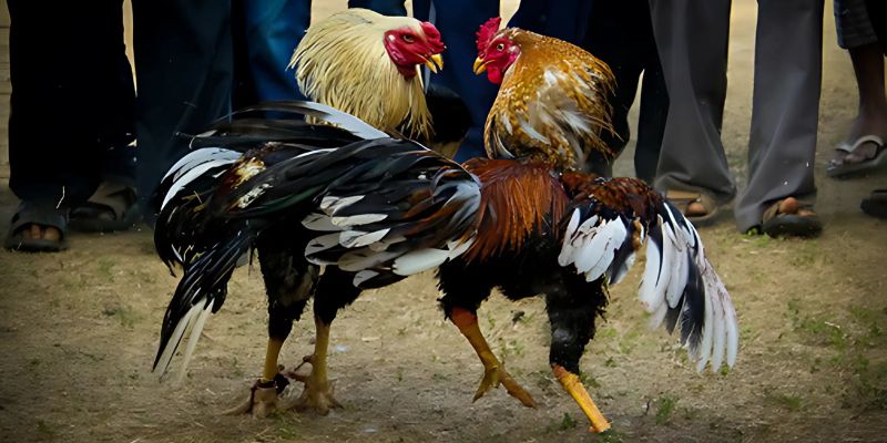 3 cửa cược phổ biến trong đá gà 789F